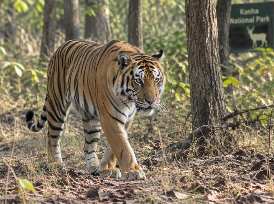 Tiger Safari